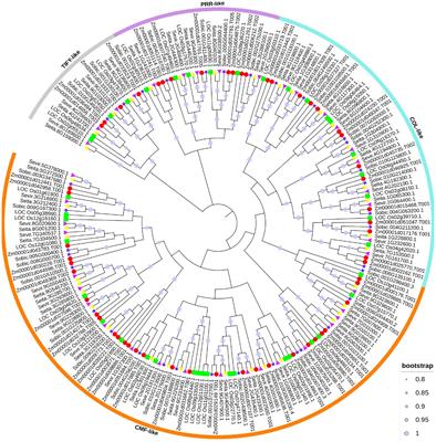 Exploring the SiCCT Gene Family and Its Role in Heading Date in Foxtail Millet